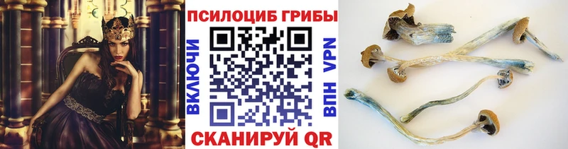 OMG ONION  Болгар  Галлюциногенные грибы Psilocybe 